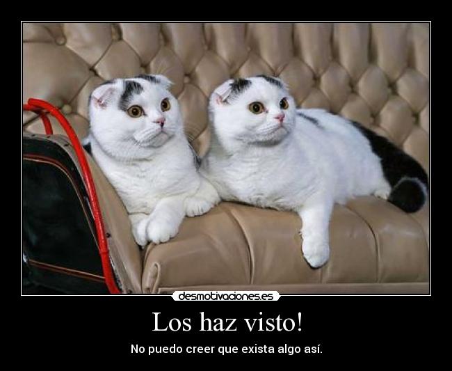 Los haz visto! - No puedo creer que exista algo así.