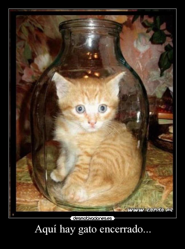 Aquí hay gato encerrado... -