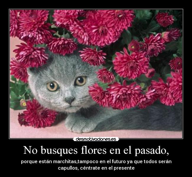 No busques flores en el pasado, -