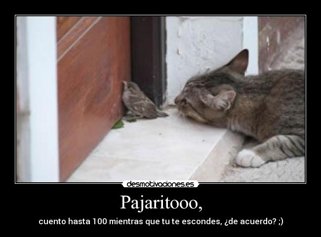 Pajaritooo, - 