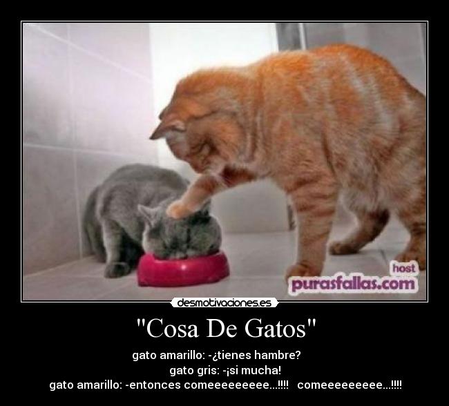 Cosa De Gatos - gato amarillo: -¿tienes hambre?
gato gris: -¡si mucha!
gato amarillo: -entonces comeeeeeeeee...!!!! comeeeeeeeee...!!!!