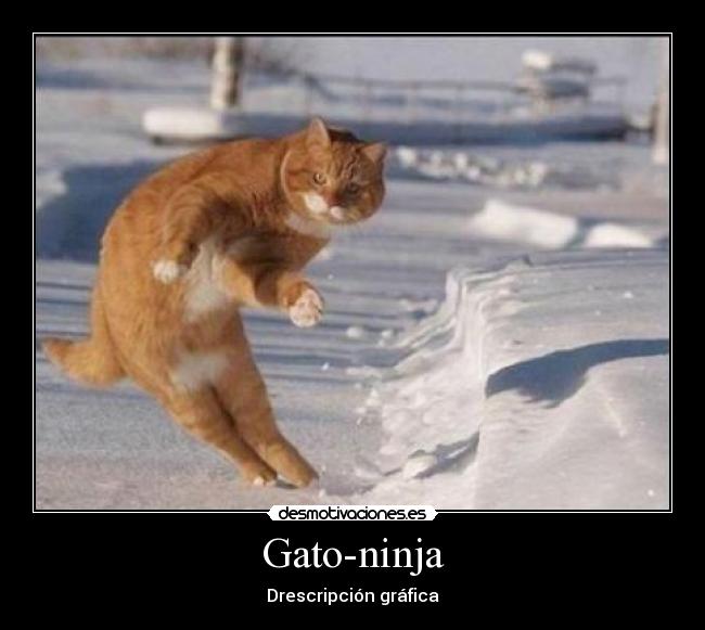 Gato-ninja - Drescripción gráfica