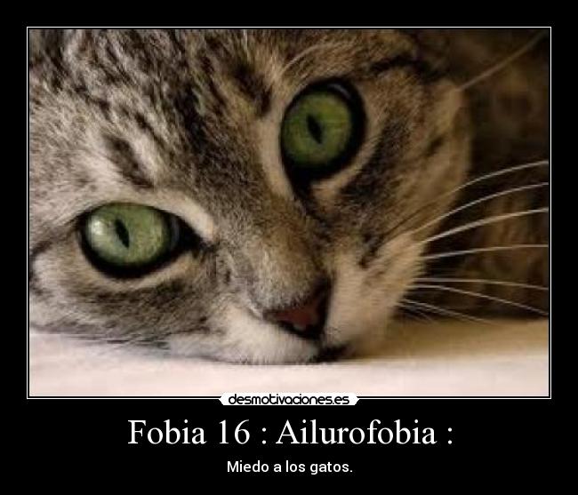 Fobia 16 : Ailurofobia : - Miedo a los gatos.