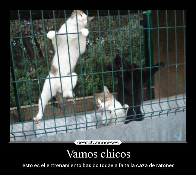 Vamos chicos - esto es el entrenamiento basico todavia falta la caza de ratones