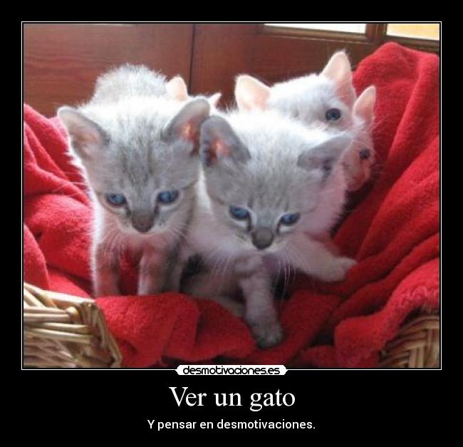Ver un gato - 