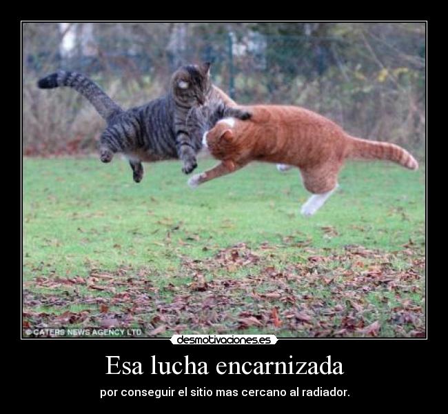 Esa lucha encarnizada - por conseguir el sitio mas cercano al radiador.