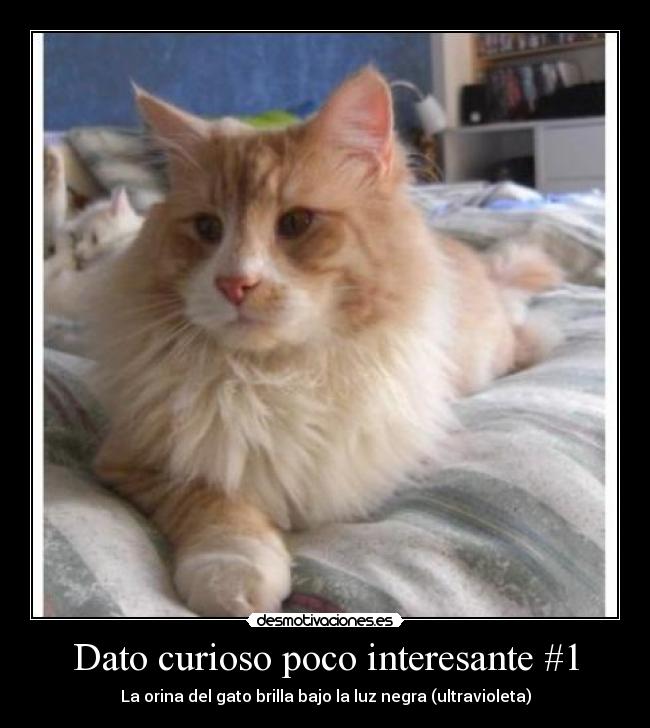 Dato curioso poco interesante #1 - La orina del gato brilla bajo la luz negra (ultravioleta)