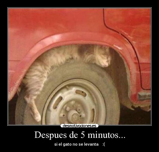 Despues de 5 minutos... - si el gato no se levanta    :(
