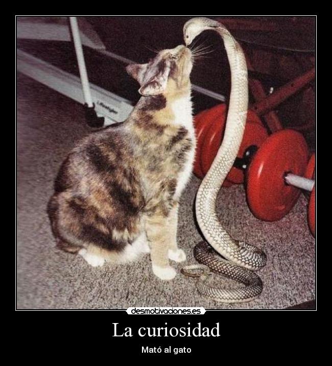 La curiosidad - 