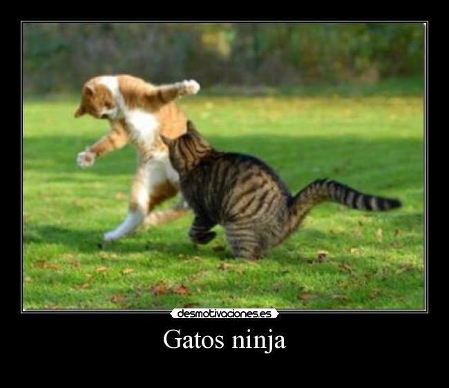 Gatos ninja -