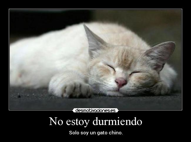 No estoy durmiendo - Solo soy un gato chino.