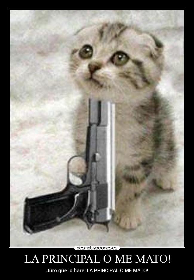 carteles gato suicida desmotivaciones