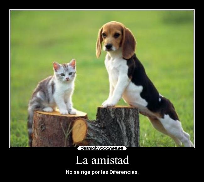 La amistad - No se rige por las Diferencias.