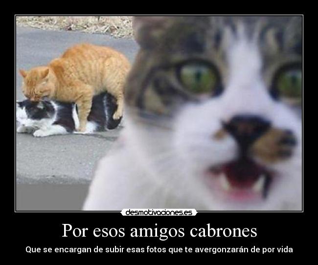 Por esos amigos cabrones -