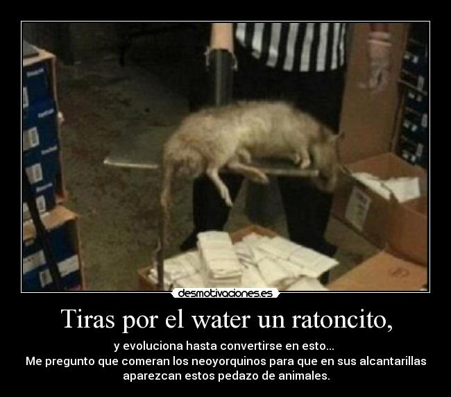 Tiras por el water un ratoncito, - 