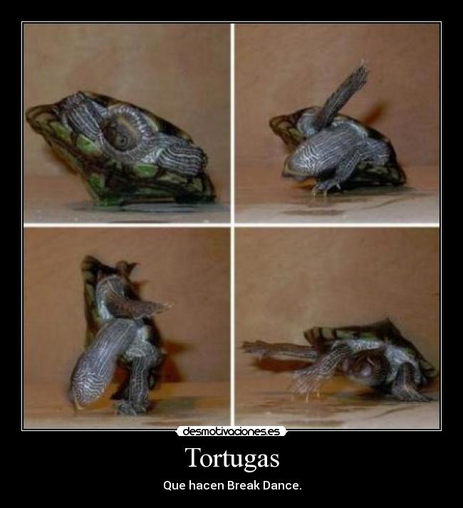 Tortugas - Que hacen Break Dance.