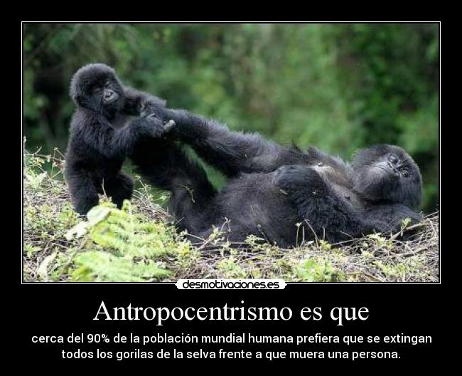 Antropocentrismo es que - cerca del 90% de la población mundial humana prefiera que se extingan
todos los gorilas de la selva frente a que muera una persona.