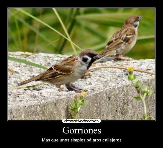 Gorriones - 