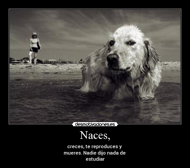 Naces, -