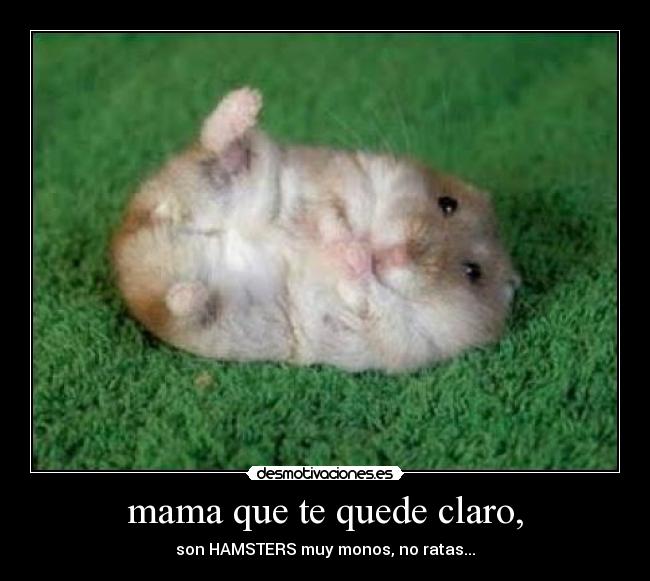 mama que te quede claro, - son HAMSTERS muy monos, no ratas...