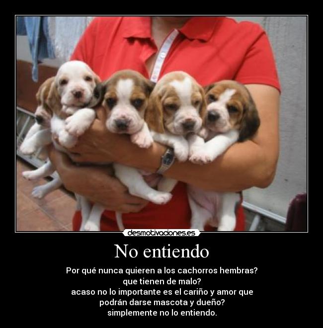 No entiendo - Por qué nunca quieren a los cachorros hembras?
que tienen de malo?
acaso no lo importante es el cariño y amor que
podrán darse mascota y dueño?
simplemente no lo entiendo.