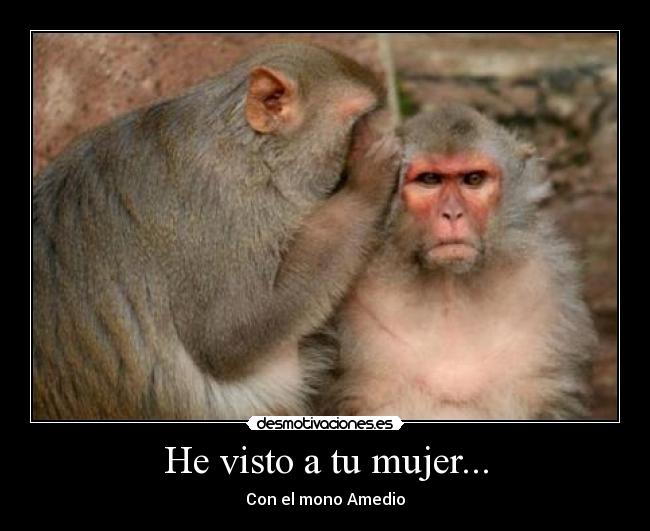 He visto a tu mujer... - Con el mono Amedio