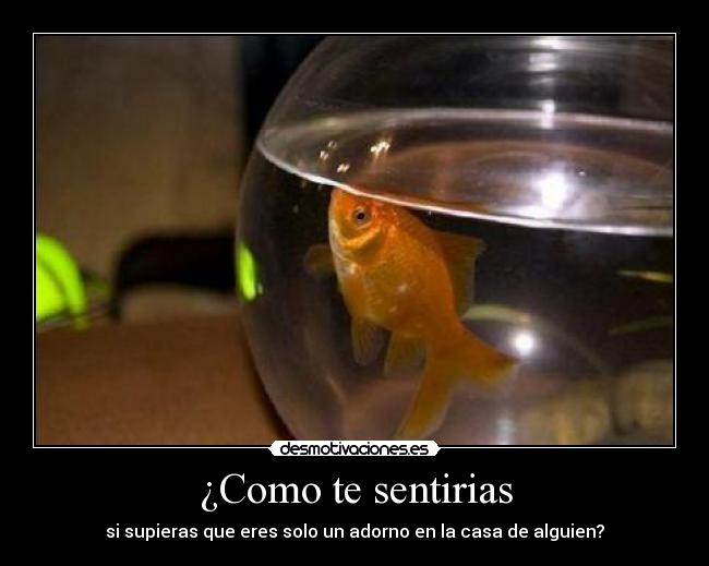 ¿Como te sentirias - 