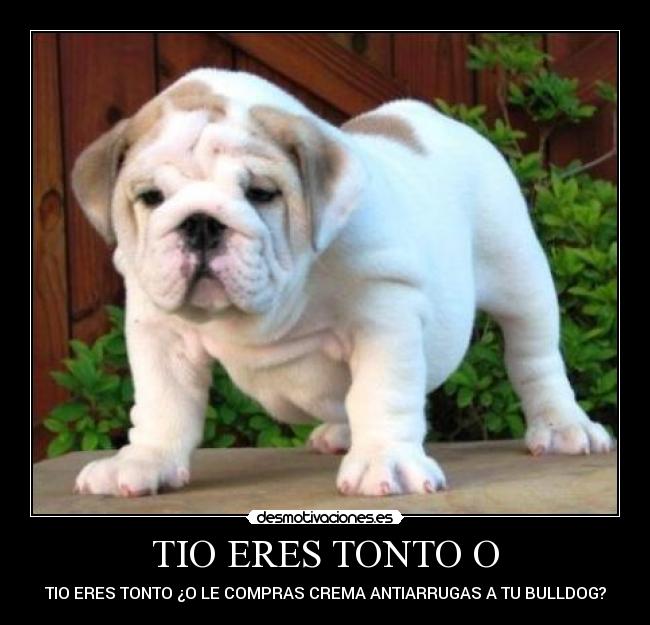 TIO ERES TONTO O - TIO ERES TONTO ¿O LE COMPRAS CREMA ANTIARRUGAS A TU BULLDOG?