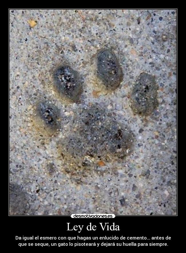 Ley de Vida - Da igual el esmero con que hagas un enlucido de cemento... antes de
que se seque, un gato lo pisoteará y dejará su huella para siempre.