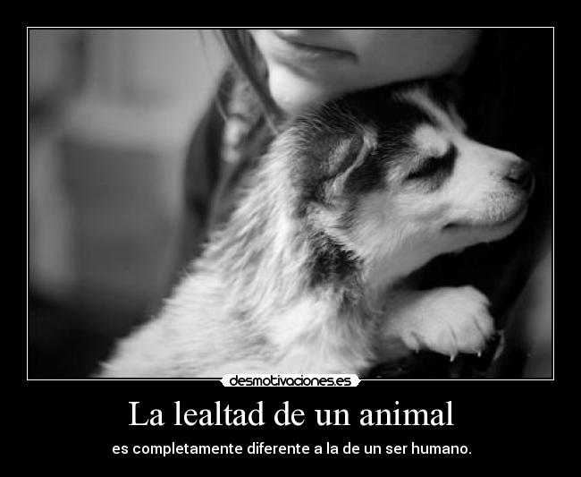 La lealtad de un animal - 