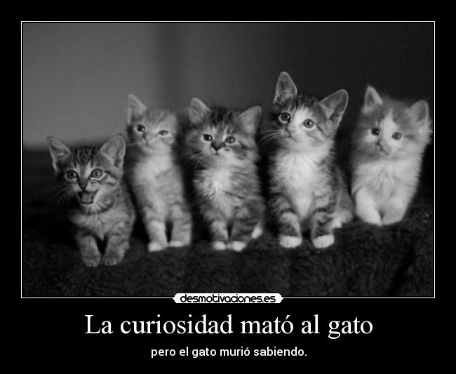 La curiosidad mató al gato -