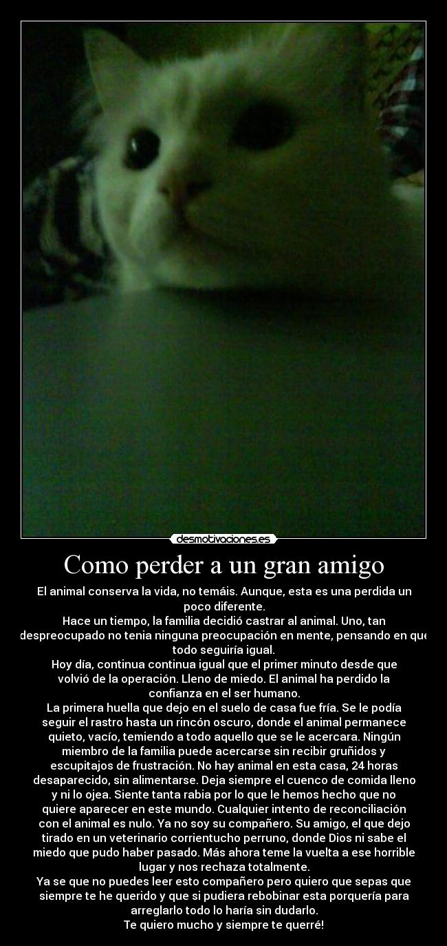 Como perder a un gran amigo - El animal conserva la vida, no temáis. Aunque, esta es una perdida un
poco diferente.
Hace un tiempo, la familia decidió castrar al animal. Uno, tan
despreocupado no tenia ninguna preocupación en mente, pensando en que
todo seguiría igual.
Hoy día, continua continua igual que el primer minuto desde que
volvió de la operación. Lleno de miedo. El animal ha perdido la
confianza en el ser humano.
La primera huella que dejo en el suelo de casa fue fría. Se le podía
seguir el rastro hasta un rincón oscuro, donde el animal permanece
quieto, vacío, temiendo a todo aquello que se le acercara. Ningún
miembro de la familia puede acercarse sin recibir gruñidos y
escupitajos de frustración. No hay animal en esta casa, 24 horas
desaparecido, sin alimentarse. Deja siempre el cuenco de comida lleno
y ni lo ojea. Siente tanta rabia por lo que le hemos hecho que no
quiere aparecer en este mundo. Cualquier intento de reconciliación
con el animal es nulo. Ya no soy su compañero. Su amigo, el que dejo
tirado en un veterinario corrientucho perruno, donde Dios ni sabe el
miedo que pudo haber pasado. Más ahora teme la vuelta a ese horrible
lugar y nos rechaza totalmente.
Ya se que no puedes leer esto compañero pero quiero que sepas que
siempre te he querido y que si pudiera rebobinar esta porquería para
arreglarlo todo lo haría sin dudarlo.
Te quiero mucho y siempre te querré!