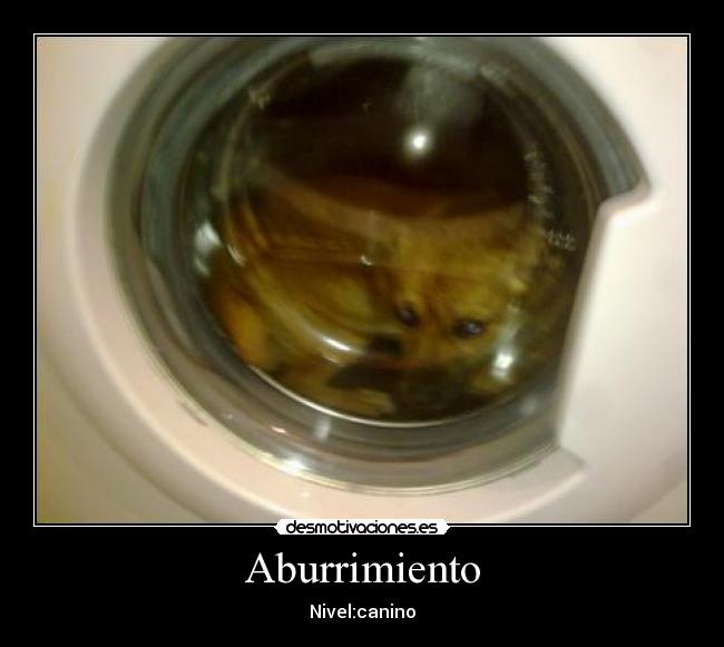 Aburrimiento - Nivel:canino