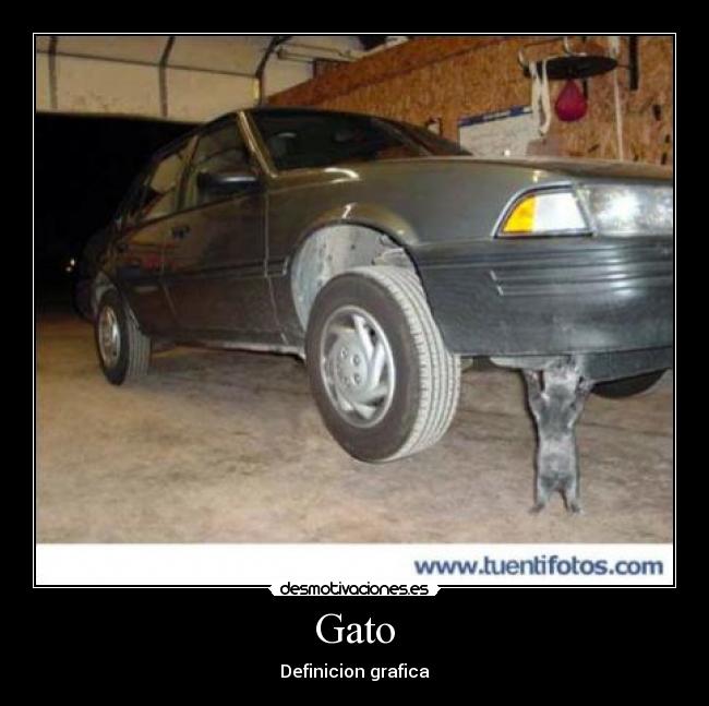 Gato - Definicion grafica