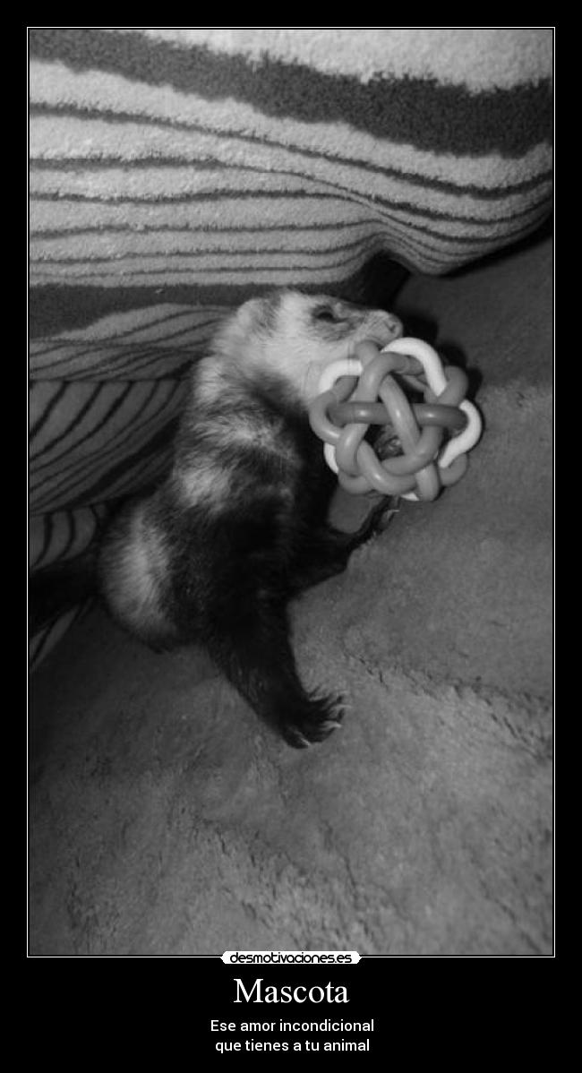 Mascota - Ese amor incondicional
que tienes a tu animal