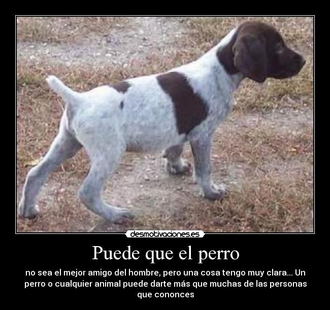 Puede que el perro - no sea el mejor amigo del hombre, pero una cosa tengo muy clara... Un
perro o cualquier animal puede darte más que muchas de las personas
que cononces