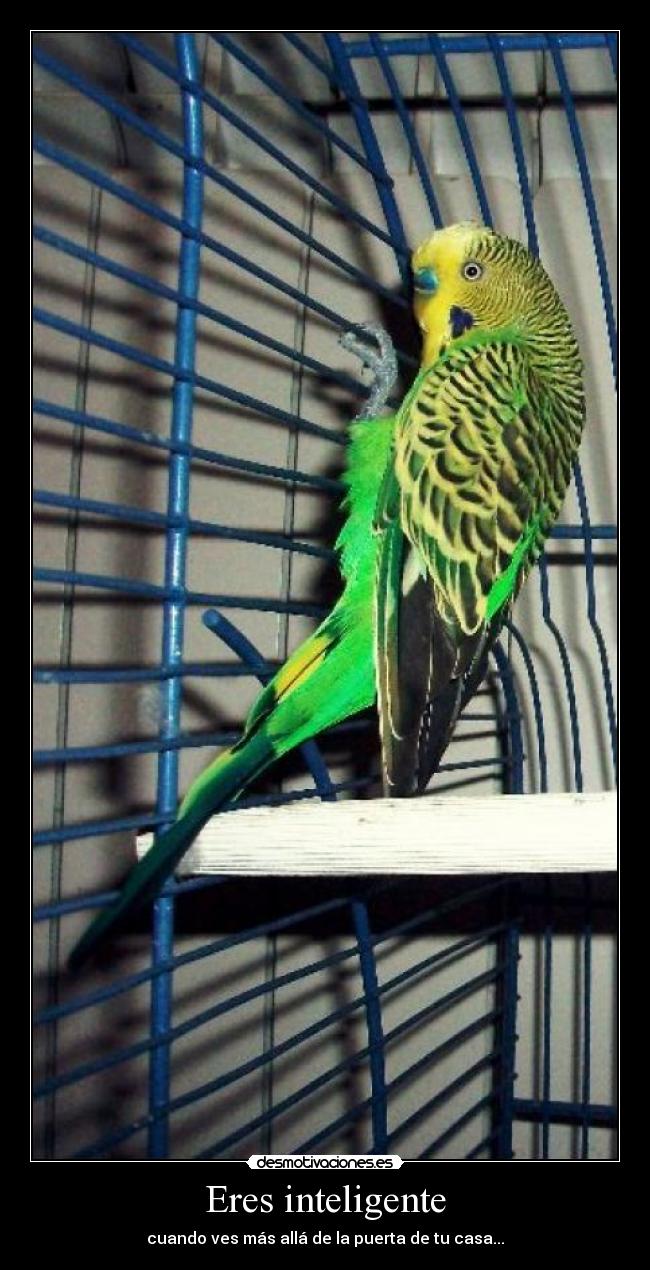Eres inteligente - cuando ves más allá de la puerta de tu casa...