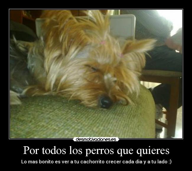 Por todos los perros que quieres -