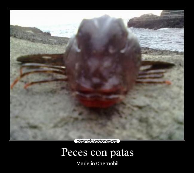 Peces con patas - 