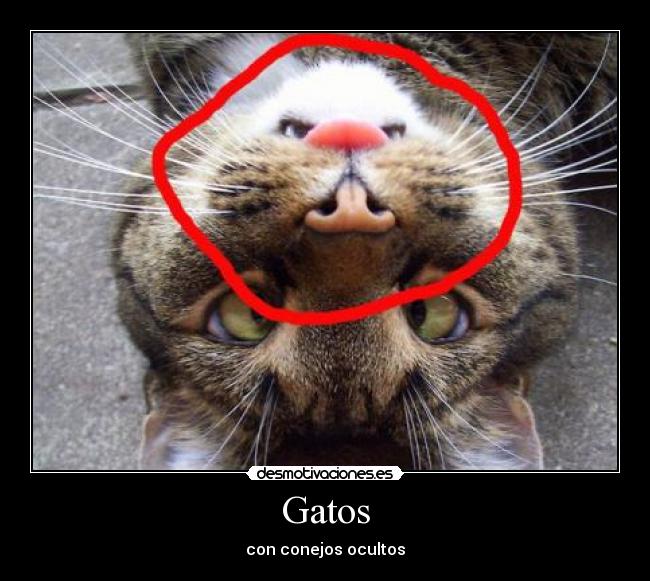 Gatos -