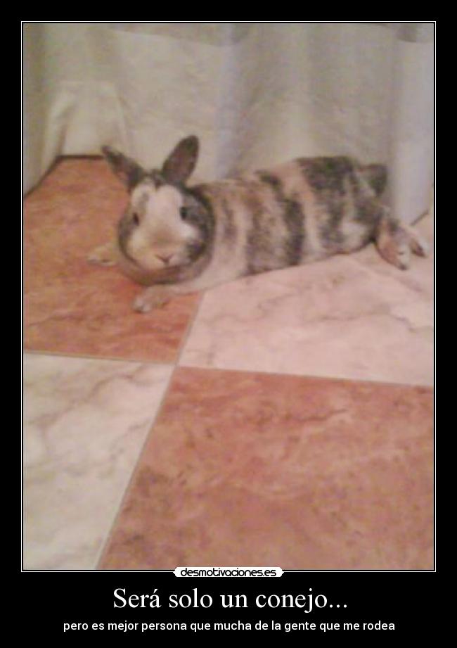 Será solo un conejo... - 