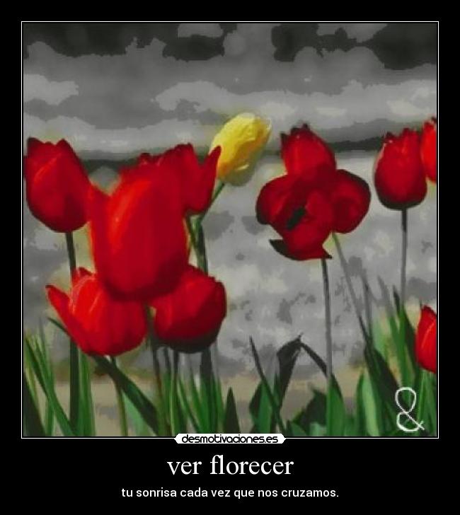 ver florecer -