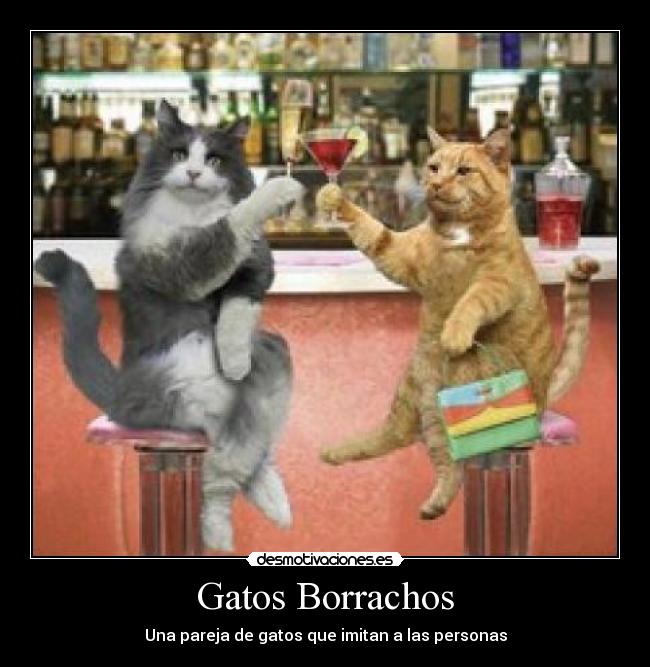 carteles gatos parejas gatos desmotivaciones