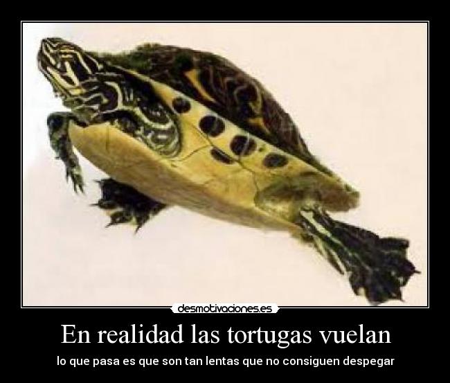 En realidad las tortugas vuelan - 