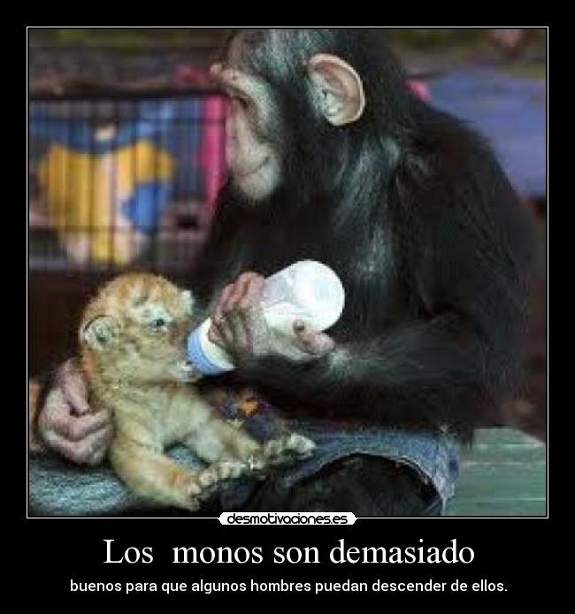 Los  monos son demasiado - 