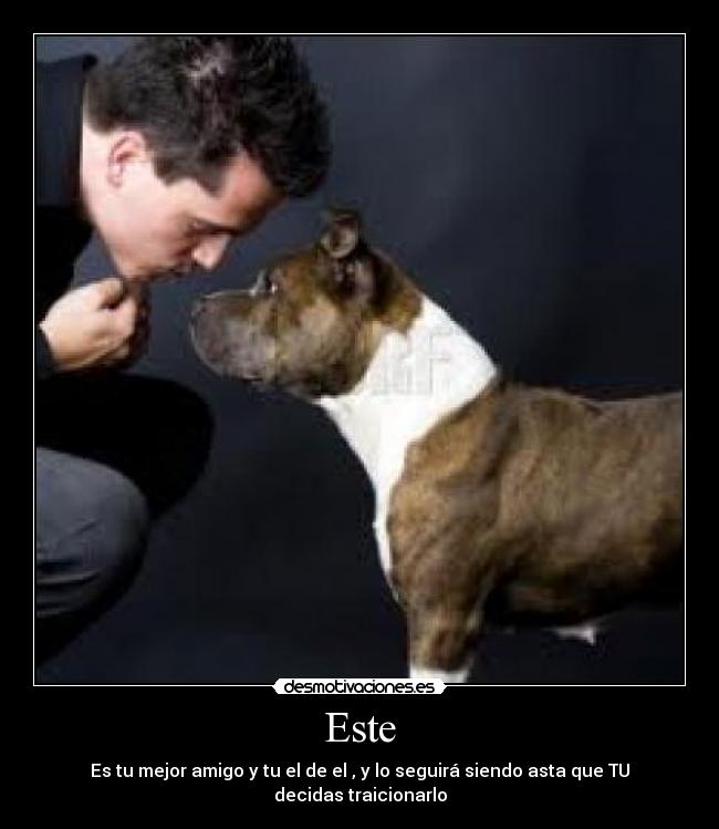 carteles mejor amigo desmotivaciones