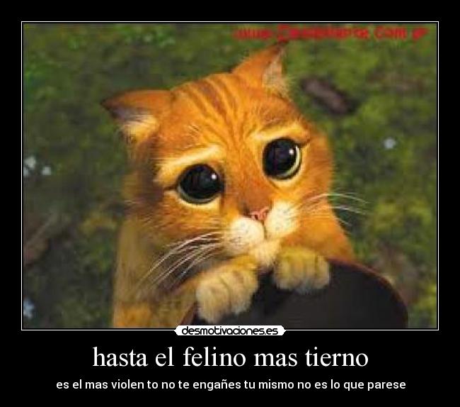 hasta el felino mas tierno - es el mas violen to no te engañes tu mismo no es lo que parese