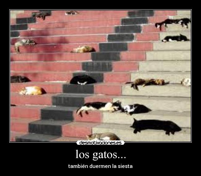 los gatos... - también duermen la siesta