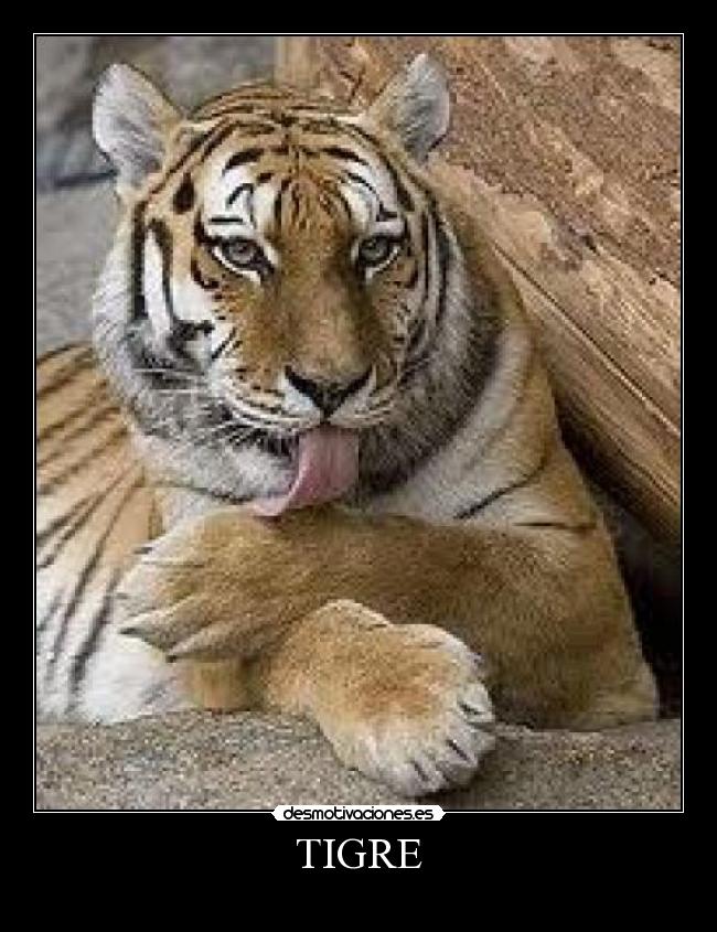 TIGRE - 