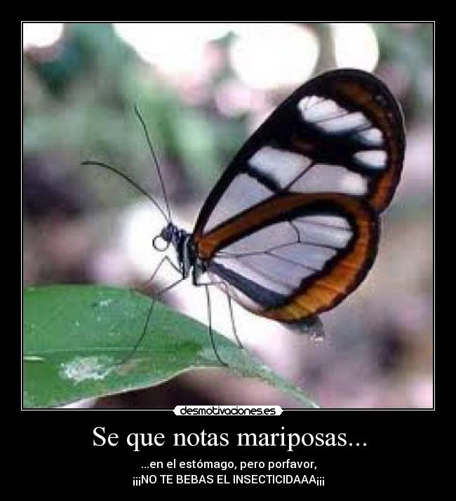 Se que notas mariposas... - ...en el estómago, pero porfavor,
¡¡¡NO TE BEBAS EL INSECTICIDAAA¡¡¡